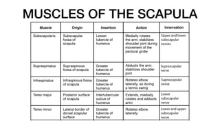 MUSCLES OF THE SCAPULA
 