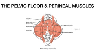 THE PELVIC FLOOR & PERINEAL MUSCLES
 