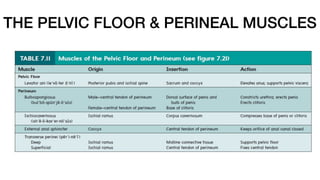 THE PELVIC FLOOR & PERINEAL MUSCLES
 