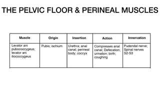 THE PELVIC FLOOR & PERINEAL MUSCLES
 