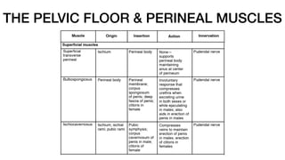 THE PELVIC FLOOR & PERINEAL MUSCLES
 