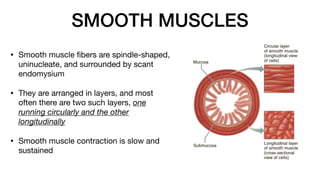 SMOOTH MUSCLES
• Smooth muscle
fi
bers are spindle-shaped,
uninucleate, and surrounded by scant
endomysium
• They are arranged in layers, and most
often there are two such layers, one
running circularly and the other
longitudinally
• Smooth muscle contraction is slow and
sustained
 
