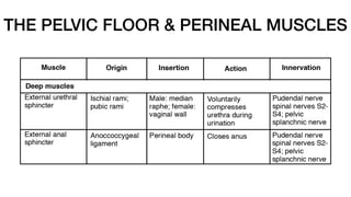 THE PELVIC FLOOR & PERINEAL MUSCLES
 