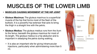 MUSCLES OF THE LOWER LIMB
• MUSCLES CAUSING MOVEMENT AT THE HIP JOINT
• Gluteus Maximus: The gluteus maximus is a super
fi
cial
muscle of the hip that forms most of the
fl
esh of the
buttock. It is a powerful hip extensor that acts to bring
the thigh in a straight line with the pelvis.
• Gluteus Medius: The gluteus medius runs from the ilium
to the femur, beneath the gluteus maximus for most of
its length. The gluteus medius is a hip abductor and is
important in steadying the pelvis during walking.
• It is also an important site for giving intramuscular
injections, particularly when administering more than 5
ml.
 