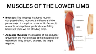 MUSCLES OF THE LOWER LIMB
• Iliopsoas: The iliopsoas is a fused muscle
composed of two muscles, the iliacus and the
psoas major. It is a prime mover of hip
fl
exion. It
also acts to keep the upper body from falling
backward when we are standing erect.
• Adductor Muscles: The muscles of the adductor
group form the muscle mass at the medial side of
each thigh. They adduct, or press, the thighs
together.
 