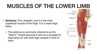 MUSCLES OF THE LOWER LIMB
• Sartorius: Thin, straplike, and it is the most
super
fi
cial muscle of the thigh. It is a weak thigh
fl
exor.
• The sartorius is commonly referred to as the
“tailor’s” muscle because it acts as a synergist to
help tailors sit with both legs crossed in front of
them.
 