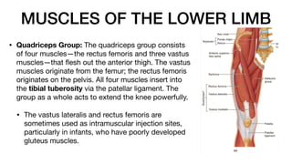 MUSCLES OF THE LOWER LIMB
• Quadriceps Group: The quadriceps group consists
of four muscles—the rectus femoris and three vastus
muscles—that
fl
esh out the anterior thigh. The vastus
muscles originate from the femur; the rectus femoris
originates on the pelvis. All four muscles insert into
the tibial tuberosity via the patellar ligament. The
group as a whole acts to extend the knee powerfully.
• The vastus lateralis and rectus femoris are
sometimes used as intramuscular injection sites,
particularly in infants, who have poorly developed
gluteus muscles.
 