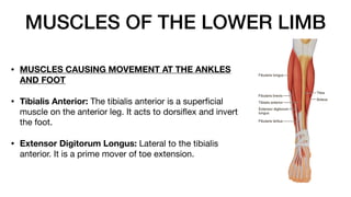 MUSCLES OF THE LOWER LIMB
• MUSCLES CAUSING MOVEMENT AT THE ANKLES
AND FOOT
• Tibialis Anterior: The tibialis anterior is a super
fi
cial
muscle on the anterior leg. It acts to dorsi
fl
ex and invert
the foot.
• Extensor Digitorum Longus: Lateral to the tibialis
anterior. It is a prime mover of toe extension.
 