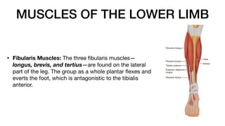 MUSCLES OF THE LOWER LIMB
• Fibularis Muscles: The three
fi
bularis muscles—
longus, brevis, and tertius—are found on the lateral
part of the leg. The group as a whole plantar
fl
exes and
everts the foot, which is antagonistic to the tibialis
anterior.
 
