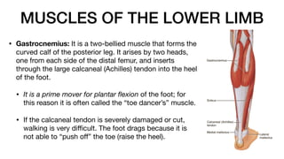 MUSCLES OF THE LOWER LIMB
• Gastrocnemius: It is a two-bellied muscle that forms the
curved calf of the posterior leg. It arises by two heads,
one from each side of the distal femur, and inserts
through the large calcaneal (Achilles) tendon into the heel
of the foot.
• It is a prime mover for plantar
fl
exion of the foot; for
this reason it is often called the “toe dancer’s” muscle.
• If the calcaneal tendon is severely damaged or cut,
walking is very di
ffi
cult. The foot drags because it is
not able to “push o
ff
” the toe (raise the heel).
 