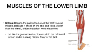 MUSCLES OF THE LOWER LIMB
• Soleus: Deep to the gastrocnemius is the
fl
eshy soleus
muscle. Because it arises on the tibia and
fi
bula (rather
than the femur), it does not a
ff
ect knee movement
• but like the gastrocnemius, it inserts into the calcaneal
tendon and is a strong plantar
fl
exor of the foot.
 