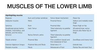 MUSCLES OF THE LOWER LIMB
 