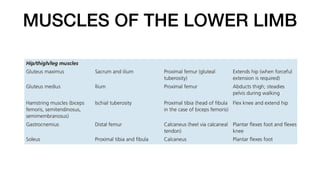 MUSCLES OF THE LOWER LIMB
 
