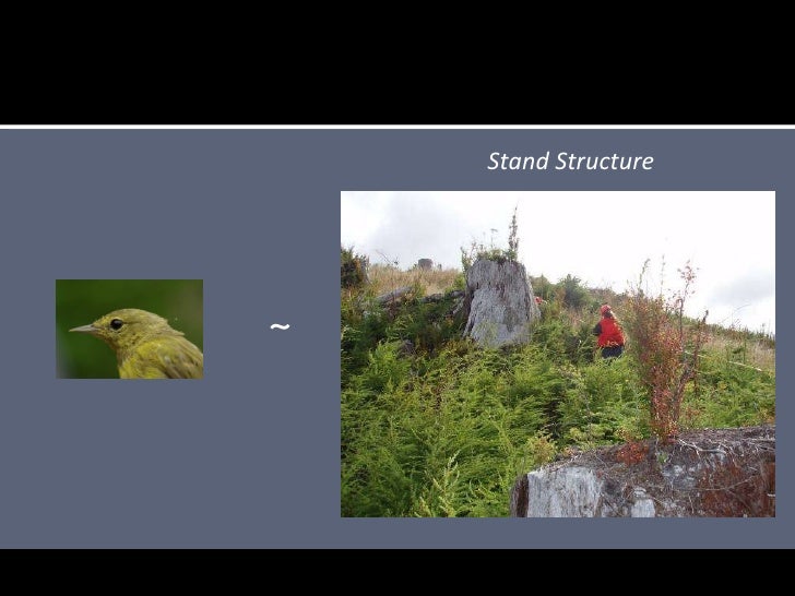 Thresholds In Songbirds In Relation To Early Seral Forest At Stand An…