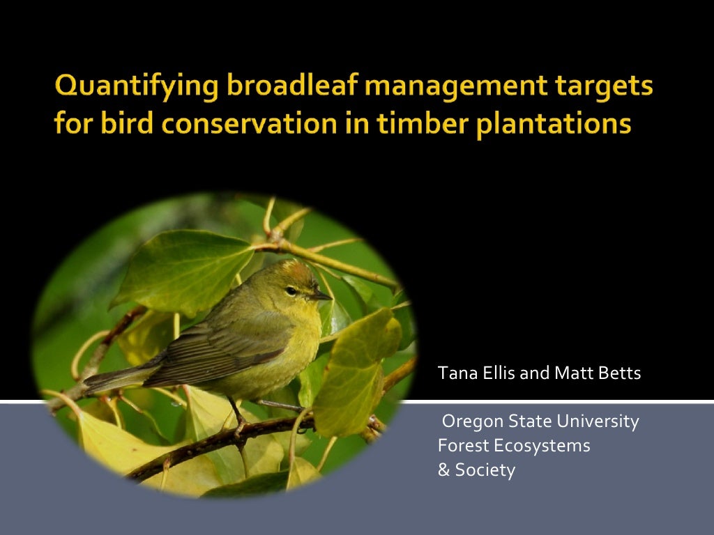 Thresholds In Songbirds In Relation To Early Seral Forest At Stand An…