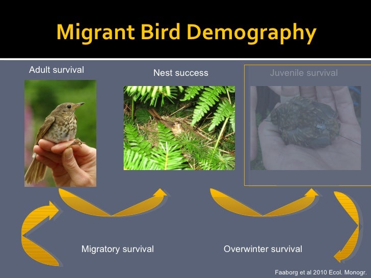 Thresholds In Songbirds In Relation To Early Seral Forest At Stand An…