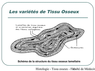 Les variétés de Tissu Osseux




   Schéma de la structure du tissu osseux lamellaire

                                              16
                 Histologie - Tissu osseux - Faculté de Médecin
 