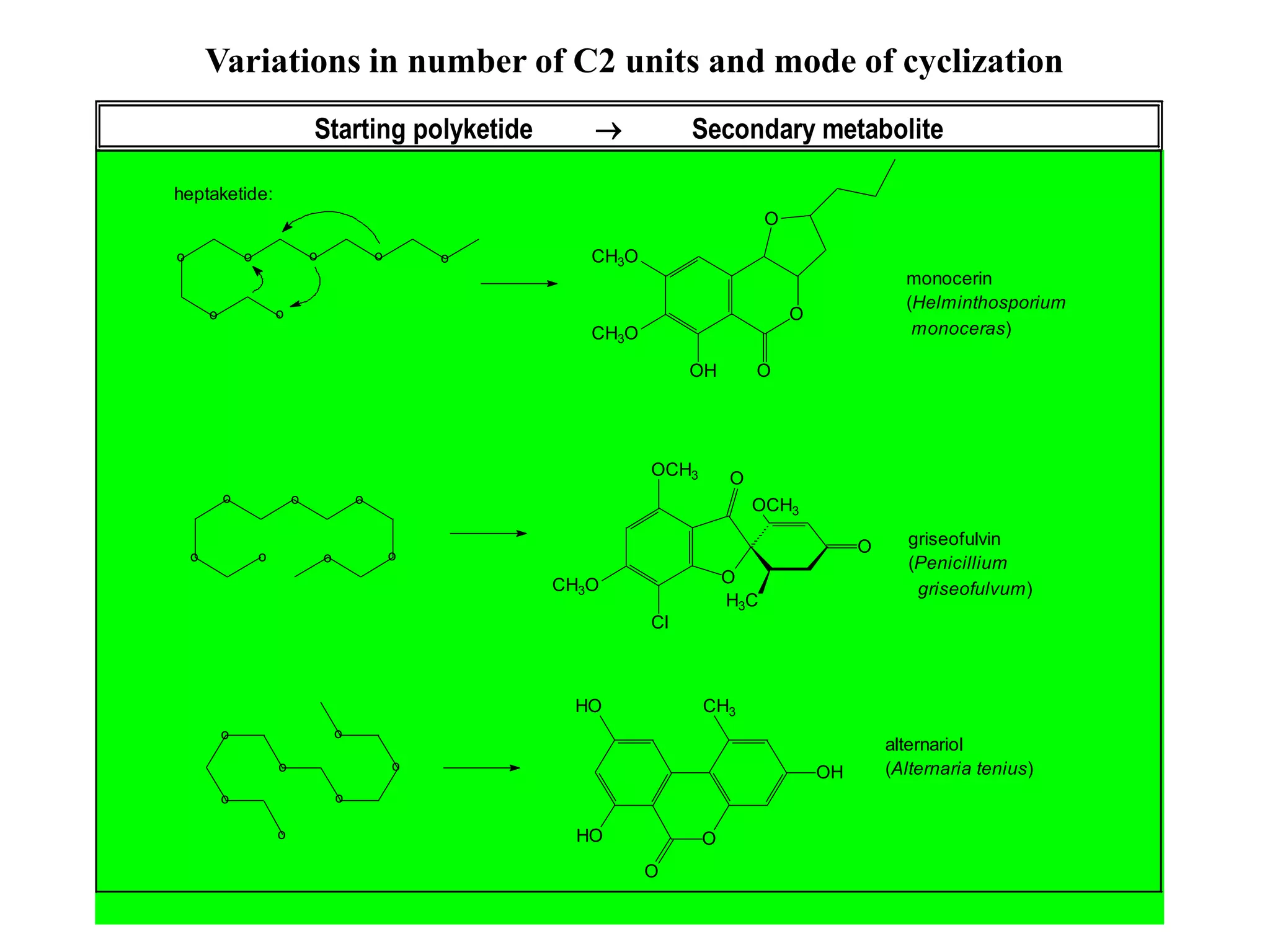 5. Polyketides (Dayrit) 11
Starting polyketide  Secondary metabolite
monocerin
(Helminthosporium
monoceras)
o
o
o o
o o
heptaketide:
o
O
CH3O
OH O
O
CH3O
o
o
o o o
o
o
griseofulvin
(Penicillium
griseofulvum)
O
H3C
O
O
OCH3
CH3O
Cl
OCH3
o
o
o
o
o
o
o
O
CH3
OH
O
HO
HO
alternariol
(Alternaria tenius)
Variations in number of C2 units and mode of cyclization
 