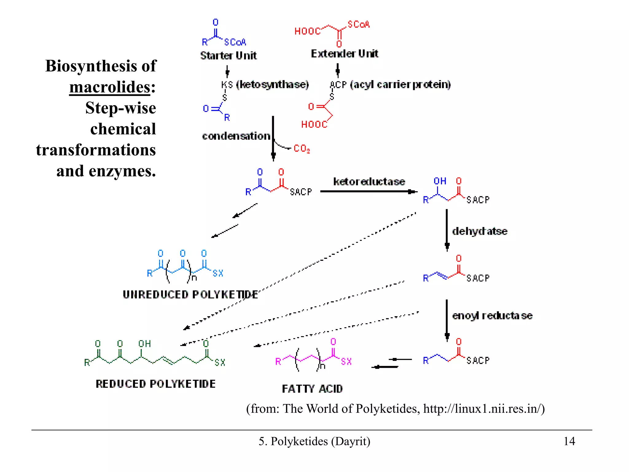 5. Polyketides (Dayrit) 14
(from: The World of Polyketides, http://linux1.nii.res.in/)
Biosynthesis of
macrolides:
Step-wise
chemical
transformations
and enzymes.
 
