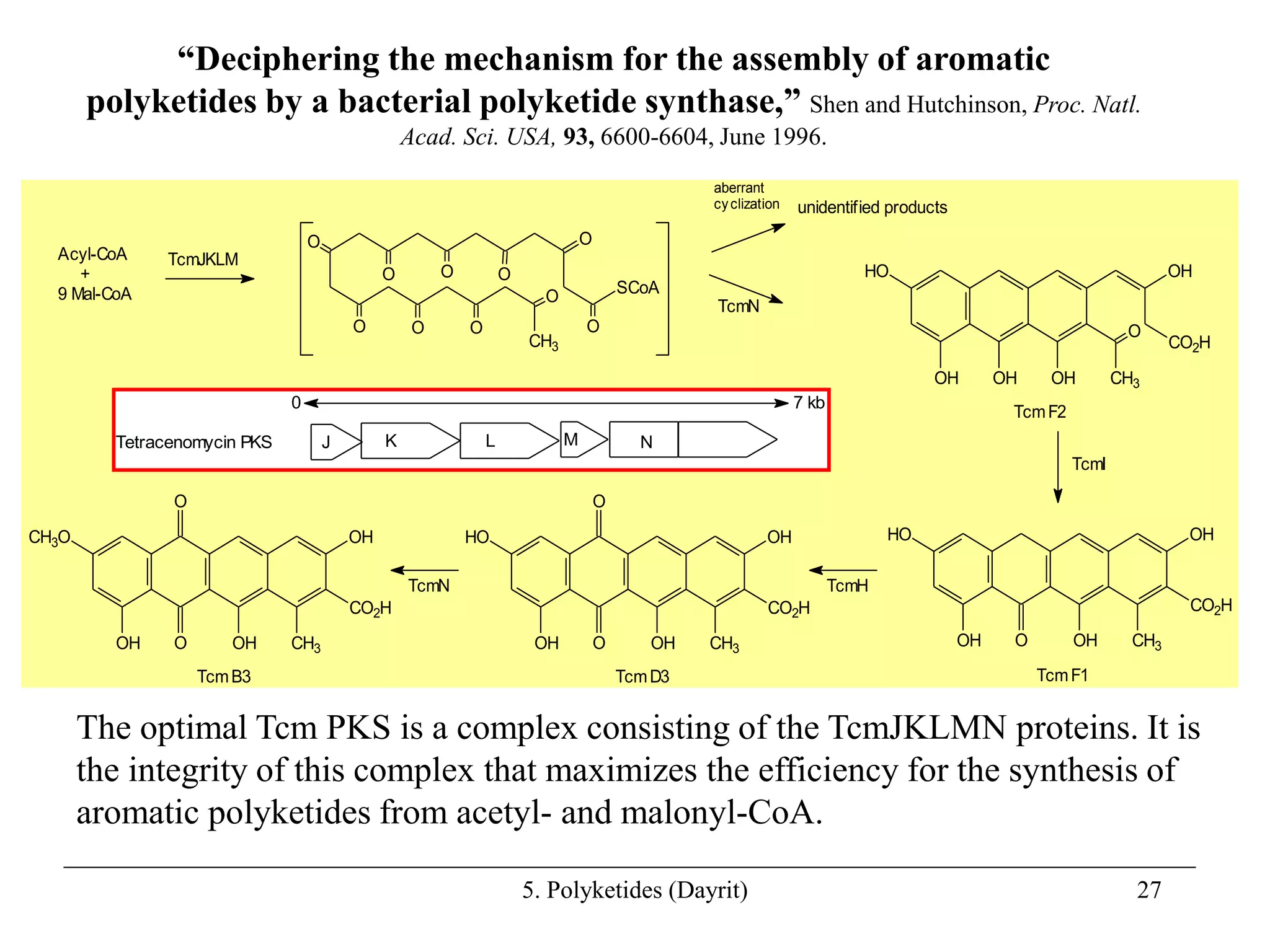 5. Polyketides (Dayrit) 27
“Deciphering the mechanism for the assembly of aromatic
polyketides by a bacterial polyketide synthase,” Shen and Hutchinson, Proc. Natl.
Acad. Sci. USA, 93, 6600-6604, June 1996.
Acyl-CoA
+
9 Mal-CoA
TcmJKLM
CH3
O
O
O
O
O
O O O
O
SCoA
O
TcmN
unidentified products
aberrant
cy clization
CH3
CO2H
O
OH
OH
OH
OH
HO
TcmF2
TcmF1
CH3
CO2H
OH
OH
O
OH
HO
TcmI
TcmH
CH3
CO2H
OH
OH
O
OH
HO
O
TcmD3
TcmB3
CH3
CO2H
OH
OH
O
OH
CH3O
O
TcmN
Tetracenomycin PKS J K L M N
7 kb
0
The optimal Tcm PKS is a complex consisting of the TcmJKLMN proteins. It is
the integrity of this complex that maximizes the efficiency for the synthesis of
aromatic polyketides from acetyl- and malonyl-CoA.
 