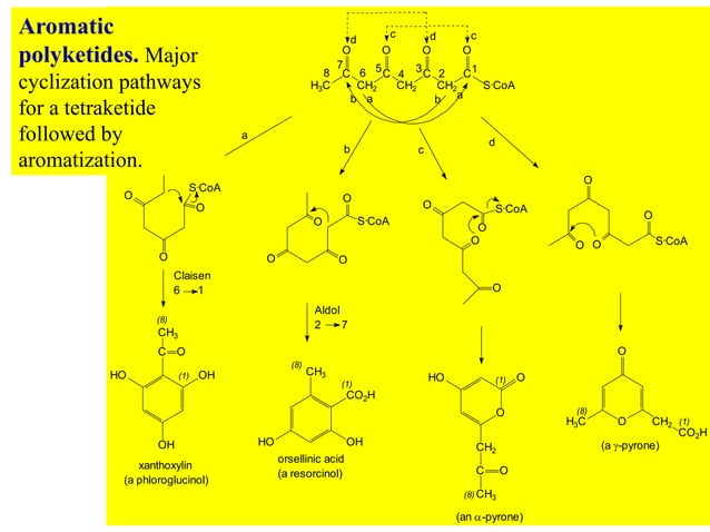 050-polyketides.ppt | Chemistry | Science