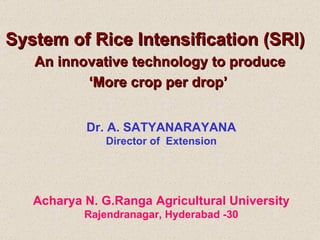 System of Rice Intensification (SRI)  An innovative technology to produce ‘ More crop per drop’  Dr. A. SATYANARAYANA Director of  Extension Acharya N. G.Ranga Agricultural University Rajendranagar, Hyderabad -30 