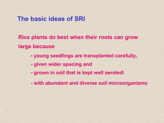 The basic ideas of SRI Rice plants do best when their roots can grow large because -  young seedlings are transplanted car...