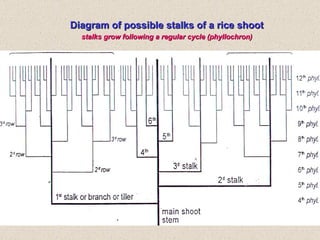 Diagram of possible stalks of a rice shoot stalks grow following a regular cycle (phyllochron) 