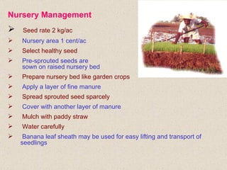 Nursery Management <ul><li>Seed rate 2 kg/ac </li></ul><ul><li>Nursery area 1 cent/ac </li></ul><ul><li>Select healthy see...