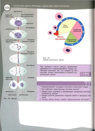 ядерная
оболочка
Профаза
(поздняя стадия)
Метафаза
Анафаза
перетяжка хромосомы
Рис. 42. Митоз
•
Рис. 43
Схема клеточного цикла
При делении клеток (митоз) хромосомы
удваиваются и распределяются между до­
черними клетками так, что каждая из них
получает копию генетического аппарата ро­
дительской клетки.
t> Сформулируйте основные постулаты клеточной теории.
t> Как работает транспортная система клетки?
t> Какова роль огранелл в организации процессов жизнеде­
ятельности клетки?
Каково участие различных структур клетки в процессе ми­
таза?
..,. Почему клетку можно назвать биологической системой?
 