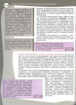 Хлоропласты содержат хлорофилл, ка­
ротиноиды и необходимые для фото­
синтеза белки. Хромопласты не со­
держат хлорофилла, но обогащены
каротиноидами- желтыми, оранжевы­
ми и красными пигментами, которые
определяют окраску цветов, плодов и
некоторых корнеплодов (морковь). И на­
конец, лейкопласты бесцветны. В неко­
торых из них может синтезироваться и
накапливаться крахмал, в других- за­
пасы жира и белка . Лейкопласты при
определенных условиях мо~ превра­
щаться в хлоропласты и хромопласты ,
а хлоропласты- в хромопласты. С по­
следним процессом связано осеннее
изменение окраски листьев.
Антоцианы обеспечивают голубую и
красную окраску плодов (слива, вишня,
виноград, брусника, земляника) и ле­
пестков цветков (василек, герань, роза,
пион) . Кроме того, именно они окра­
шивают осенние листья в ярко-крас­
ный цвет.
делению. В функциональном отношении большин­
ство разновидностей пластид так или иначе свя­
заны с энергетикой клетки. В первую очередь это
хлоропласты, в которых осуществляются реакции
фотосинтеза.
В типичной растительной клетке имеется одна
или несколько центральных вакуолей , которые
при сильном развитии могут вытеснять все ос­
тальное содержимое клетки на периферию . Ваку­
оли окружены мембраной, а их внутреннее содер­
жимое сильно варьирует в клетках разных типов.
Это могут быть запасные питательные вещества
(сахара , растворимые белки) , растворы необходи­
мых клетке солей , аминокислоты и др . В вакуоли
же выводятся и вредн.ые продукты , образующиеся
в результате обмена веществ , например щавеле­
вая кислота.
В вакуолях накапливаются и пигменты - анто­
цианы , которые могут придавать растениям ши­
рокий спектр оттенков - от розового до черно­
фиолетового .
Растительная клетка имеет принципиаль-
но то же строение , что и животная. Отли­
чительной особенностью растительной
клетки является наличие клеточной стен­
ки , пластид и вакуолей .
КЛЕТКА КАК ОРГАНИЗМ И КЛЕТКА В СОСТАВЕ ОРГАНИЗМА. Вы уже зна­
ете , что клетка может функционировать как самостоятельный организм
или входить в состав многоклеточного организма или колонии . Во всех
этих случаях клетки обладают специфическими чертами в своей органи ­
зации . У одноклеточных эукариот имеются органеллы , которые необходи­
мы им для самостоятельного существования и которые никогда не встре­
чаются у клеток многоклеточных организмов. Это могут быть пигментные
глазки , жгутики и реснички , клеточный рот (особый участок цитоплазмы ,
которым отдельные хищные простейшие захватывают добычу) и многое
другое . _
Основная черта клеток , формирующих многоклеточныи организм , за­
ключается в их специализации. Особенно отчетливо это проявляется на
тканевом уровне организации высших растений и животных . Клетки каж­
дой ткани строго дифференцированы , т. е. приспособлены к выполнению
какой -либо одной основной фун кции или немногих функций, что опреде-
Клетки одноклеточных эукариот, помимо
обычного набора органелл, обладают ря­
дом специфичных структур, обеспечиваю­
щих их существование как самостоятель­
ных организмов. В составе тканей клетки
приспособлены к выполнению определен­
ных функций. Эта специализация необра­
тима, и пополнение тканей новыми клетка­
ми происходит в результате деления и
последующей специализации недифферен-
цированных клеток .
ляет и их структурные особенности.
Более того , такие клетки , как правило ,
теряют способность к размножению.
Они функционируют определенное
время , а затем погибают. В большин ­
стве тканей имеется некоторый запас
способных к делению недифференци­
рованных клеток. Они производят
новые клетки, которые , пройдя опре­
деленный этап дифференциации , за­
меняют собой по гибшие клетки дан-
ной ткани.
 