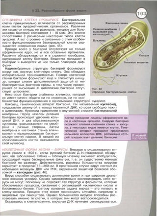 СПЕЦИФИКА КЛЕТКИ ПРОКАРИОТ. Бактериальная
клетка принципиально отличается от рассмотренных
нами клеток эукариотических организмов. Различия
эти касаются отнюдь не размеров , которые для боль­
шинства бактерий составляют 1- 1О мкм . Это вполне
сопоставимо с размерами некоторых типов клеток
эукариот. А вот строение и связанные с этим особен­
ности функционирования бактериальной клетки ока­
зываются совершенно иными (рис . 45).
Прежде всего у бактерий отсутствует не только
оформленное ядро , но и все остальные органеллы.
Различия обнаруживаются и в строении мембраны ,
окружающей клетку бактерии. Вещества попадают в
бактерию и выводятся из нее только благодаря диф­
фузии.
Складки мембраны
выполняют роль
митохондрий
Нуклеоид
Запасные вещества
Надмембранные структуры бактерий формируют
вокруг них жесткую клеточную стенку. Она обладает
избирательной проницаемостью . Поверх клеточной
стенки бактерии формируют еще и слизистую капсу­
лу, которая служит дополнительной защитой от не­
благоприятных факторов среды , в том числе предох­
раняет от высыхания. В цитоплазме бактерий отсут­
ствует цитоскелет.
7
Жгутики
Рис . 45
Некоторые бактерии снабжены жгутиком , который
не имеет ничего общего ни по строению , ни по осо-
Строение бактериальной клетки
бенностям функционирования с одноименной структурой эукариот.
Наконец, генетический аппарат бактерий , так называемый нуклеоид ,
представлен замкнутой в кольцо молекулой ДНК , которая свободно лежит
в цитоплазме. Нуклеоид прикреплен к внутренней стороне бактериальной
мембраны . Перед началом деления
бактерии происходит удвоение коль­
цево й ДНК , и два Образовавшихея
нуклеоида << разъезжаются » по мемб ­
ране в разные стороны . Затем
мембрана и клеточная стенка впячи ­
ваются и перешнуровывают бактери­
альную клетку надвое. В каждой из
Образовавшихея клеток оказывается
свой нуклеоид .
Клетки прокариот лишены оформленного яд­
ра и клеточных органелл . Снаружи бактерию
окружают плотная клеточная стенка и капсу­
ла, у некоторых видов имеется жгутик. Гене-
тический аппарат прокариот представлен
кольцевой молекулой ДНК, репликация кото­
рой предшествует делению бактерии .
НЕКЛЕТОЧНАЯ ФОРМА ЖИЗНИ - ВИРУСЫ Впервые о существовании ви­
русов узнали в 1892 г ., когда русский ботаник Д. И . Ивановский обнару­
жил , что заболевание табака - табачную мозаику вызывает возбудитель ,
проходящий через бактериальные фильтры , т. е. он существенно меньше
бактерий по размеру. Действительно, размеры большинства вирусов
варьируют в пределах 15-300 нм . В простейшем случае вирус состоит из
небольшой молекулы ДНК или РНК , окруженной защитной белковой обо­
лочкой - капсидом (рис . 46).
Вирус способен существовать длительное время и при широком диапа­
зоне внешних условий . Однако самостоятельно воспроизводить себя ви­
русы не могут , поскольку не содержат тех структур и ферментов , которые
обеспечивают процессы , связанные с репликацией нуклеиновых кислот и
биосинтезом белков . Поэтому основная задача вируса - это попасть в
клетку-хозяина. Процесс этот может происходить случайно, например с
жидкостью при пиноцитозе. Однако большинство вирусов способны рас­
познавать именно те клетки , в которых они могут воспроизводиться.
Оказавшись в клетке-хозяине , вирусная ДНК начинает реплицироваться .
 