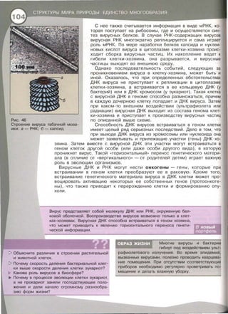 Рис. 46
С нее также считывается информация в виде мРНК , ко­
торая поступает на рибосомы , где и осуществляется син­
тез вирусных белков . В случае РНК-содержащих вирусов
вирусная РНК многократно реплицируется и сама играет
роль мРНК. По мере наработки белков капсида и нуклеи­
новых кислот вируса в цитоплазме клетки-хозяина проис­
ходит сборка вирусных частиц . Их накопление ведет к
гибели клетки-хозяина , она разрывается , и вирусные
частицы выходят во внешнюю среду.
Однако последовательность событий , следующих за
проникновением вируса в клетку-хозяина , может быть и
иной . Оказалось , что при определенных обстоятельствах
ДНК вируса не приступает к репликации в цитоплазме
клетки-хозяина , а встраивается в ее кольцевую ДНК (у
бактерий) или в ДНК хромосом (у эукариот). Такая клетка
с вирусной ДНК в геноме способна размножаться , причем
в каждую дочернюю клетку попадает и ДНК вируса. Затем
при каком-то внешнем воздействии (ультрафиолета или
радиации) вирусная ДНК выходит из состава генома клет­
ки-хозяина и приступает к производству вирусных частиц
по описанной выше схеме.
Строение вируса табачной моза­
ики: а - РНК; б- капсид
Способность ДНК вирусов встраиваться в геном клетки
имеет целый ряд серьезных последствий . Дело в том , что
при выходе ДНК вируса из хромосомы или нуклеоида она
может захватывать и прилежащие участки (гены) ДНК хо­
зяина . Затем вместе с вирусной ДНК эти участки могут встраиваться в
геном клеток другой особи (или даже особи другого вида) , в которую
проникнет вирус. Такой « горизонтальный >> перенос генетического матери­
ала (в отличие от « вертикального>> - от родителей детям) играет важную
роль в эволюции организмов.
Вирусные ДНК и РНК могут нести онкогены - гены , которые при
встраивании в геном клетки преобразуют ее в раковую. Кроме того ,
встраивание генетического материала вируса в ДНК клетки может про­
воцировать активацию некоторых ее собственных генов (протоонкоге­
ны) , что также приводит к перерождению клетки и формированию опу­
холи .
Вирус представляет собой молекулу ДНК или РНК, окруженную бел­
ковой оболочкой . Воспроизводство вирусов возможно только в клет­
ках-хозяевах. Вирусная ДНК способна встраиваться в геном хозяина,
что может приводить к явлению горизонтального переноса генети­
ческой информации.
~ Объясните различия в строении растительной
И ЖИВОТНОЙ клеТОК.
~ Почему скорость деления бактериальной клет­
ки выше скорости деления клетки эукариот?
Какова роль вирусов в биосфере?
..,.. Почему в процессе эволюции клетки эукариот,
а не прокариот заняли господствующее поло­
жение и дали начало огромному разнообра­
зию форм жизни?
Многие вирусы и бактерии
гибнут под воздействием ульт­
рафиолетового излучения. Во время эпидемий ,
вызванных вирусами, полезно проводить кварцева­
ние помещения. При отсутствии соответствующих
приборов необходимо регулярно проветривать по­
мещение и делать влажную уборку.
 