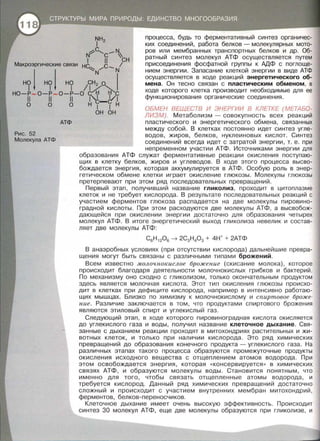 NH2
1
~с, --N..
N С '
Макроэргические связи н6 g /СН
~ / -N
процесса, будь то ферментативный синтез органичес­
ких соединений, работа белков - молекулярных мото­
ров или мембранных транспортных белков и др. Об­
ратный синтез молекул АТФ осуществляется путем
присоединения фосфатной группы к АДФ с поглоще­
нием энергии. Запасание клеткой энергии в виде АТФ
осуществляется в ходе реакций энергетического об­
мена. Он тесно связан с пластическим обменом, в
ходе которого клетка производит необходимые для ее
функционирования органические соединения.
ноJ ноj но 1сн: о 1
1 1 1 ~~НО-Р - 0-Р - 0-Р-0 Hl Hl С
11 11 11 1 c-L/1
О О О Hl 1Н
Рис. 52
Молекула АТФ
АТФ
он он
ОБМЕН ВЕЩЕСТВ И ЭНЕРГИИ В КЛЕТКЕ (МЕТАБО­
ЛИЗМ) . Метаболизм - совокупность всех реакций
пластического и энергетического обмена, связанных
между собой. В клетках постоянно идет синтез угле­
водов, жиров, белков, нуклеиновых кислот. Синтез
соединений всегда идет с затратой энергии, т. е. при
непременном участии АТФ . Источниками энергии для
образования АТФ служат ферментативные реакции окисления поступаю­
щих в клетку белков, жиров и углеводов. В ходе этого процесса высво­
бождается энергия, которая аккумулируется в АТФ. Особую роль в энер­
гетическом обмене клетки играет окисление глюкозы. Молекулы глюкозы
претерпевают при этом ряд последовательных превращений.
Первый этап, получивший название гликолиз, проходит в цитоплазме
клеток и не требует кислорода. В результате последовательных реакций с
участием ферментов глюкоза распадается на две молекулы пировино­
градной кислоты. При этом расходуются две молекулы АТФ, а высвобож­
дающейся при окислении энергии достаточно для образования четырех
молекул АТФ. В итоге энергетический выход гликолиза невелик и состав­
ляет две молекулы АТФ:
С6Н 1206 ~ 2С3Н403 + 4Н + + 2АТФ
В анаэробных условиях (при отсутствии кислорода) дальнейшие превра­
щения могут быть связаны с различными типами брожений.
Всем известно молочнокислое брожение (скисание молока), которое
происходит благодаря деятельности молочнокислых грибков и бактерий.
По механизму оно сходно с гликолизом, только окончательным продуктом
здесь является молочная кислота. Этот тип окисления глюкозы происхо­
дит в клетках при дефиците кислорода, например в интенсивно работаю­
щих мышцах. Близко по химизму к молочнокислому и спиртовое броже­
ние. Различие заключается в том, что продуктами спиртового брожения
являются этиловый спирт и углекислый газ.
Следующий этап, в ходе которого пировиноградная кислота окисляется
до углекислого газа и воды, получил название клеточное дыхание. Свя­
занные с дыханием реакции проходят в митохондриях растительных и жи­
вотных клеток, и только при наличии кислорода. Это ряд химических
превращений до образования конечного продукта - углекислого газа. На
различных этапах такого процесса образуются промежуточные продукты
окисления исходного вещества с отщеплением атомов водорода. При
этом освобождается энергия, которая «консервируется» в химических
связях АТФ, и образуются молекулы воды. Становится понятным, что
именно для того, чтобы связать отщепленные атомы водорода, и
требуется кислород. Данный ряд химических превращений достаточно
сложный и происходит с участием внутренних мембран митохондрий,
ферментов, белков-переносчиков.
Клеточное дыхание имеет очень высокую эффективность. Происходит
синтез 30 молекул АТФ, еще две молекулы образуются при гликолизе, и
 