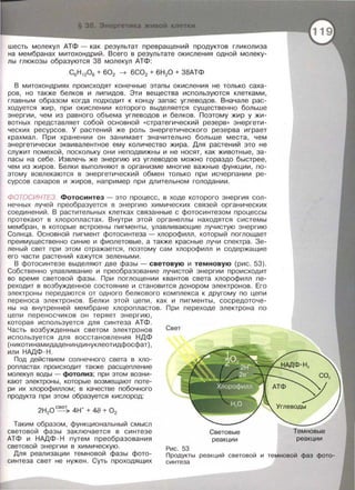 шесть молекул АТФ- как результат превращений продуктов гликолиза
на мембранах митохондрий. Всего в результате окисления одной молеку­
лы глюкозы образуются 38 молекул АТФ:
С6Н 1206 + 602 ~ 6СО2 + 6Н 20 + 38АТФ
В митохондриях происходят конечные этапы окисления не только саха­
ров, но также белков и липидов. Эти вещества используются клетками,
главным образом когда подходит к концу запас углеводов. Вначале рас­
ходуется жир, при окислении которого выделяется существенно больше
энергии, чем из равного объема углеводов и белков. Поэтому жир у жи­
вотных представляет собой основной « Стратегический резерв » энергети­
ческих ресурсов. У растений же роль энергетического резерва играет
крахмал. При хранении он занимает значительно больше места, чем
энергетически эквивалентное ему количество жира. Для растений это не
служит помехой, поскольку они неподвижны и не носят, как животные, за­
пасы на себе. Извлечь же энергию из углеводов можно гораздо быстрее,
чем из жиров. Белки выполняют в организме многие важные функции, по­
этому вовлекаются в энергетический обмен только при исчерпании ре­
сурсов сахаров и жиров, например при длительном голодании .
ФОТОСИНТЕЗ. Фотосинтез - это процесс, в ходе которого энергия сол­
нечных лучей преобразуется в энергию химических связей органических
соединений. В растительных клетках связанные с фотосинтезом процессы
протекают в хлоропластах . Внутри этой органеллы находятся системы
мембран , в которые встроены пигменты, улавливающие лучистую энергию
Солнца. Основной пигмент фотосинтеза -хлорофилл, который поглощает
преимущественно синие и фиолетовые , а также красные лучи спектра. Зе­
леный свет при этом отражается, поэтому сам хлорофилл и содержащие
его части растений кажутся зелеными .
В фотосинтезе выделяют две фазы- световую и темновую (рис. 53).
Собственно улавливание и преобразование лучистой энергии происходит
во время световой фазы. При поглощении квантов света хлорофилл пе­
реходит в возбужденное состояние и становится донором электронов. Его
электроны передаются от одного белкового комплекса к другому по цепи
переноса электронов . Белки этой цепи, как и пигменты, сосредоточе­
ны на внутренней мембране хлоропластов. При переходе электрона по
цепи переносчиков он теряет энергию ,
которая используется для синтеза АТФ.
Часть возбужденных светом электронов Свет
используется для восстановления НДФ
(н и коти нам идаден и нди нуклеотидфосфат),
или НАДФ·Н.
Под действием солнечного света в хло­
ропластах происходит также расщепление
молекул воды - фотолиз; при этом возни­
кают электроны, которые возмещают поте­
ри их хлорофиллом; в качестве побочного
продукта при этом образуется кислород:
2Н20с~ 4Н+ + 4е + 0 2
Таким образом, функциональный смысл
световой фазы заключается в синтезе
АТФ и НАДФ ·Н путем преобразования
световой энергии в химическую.
Для реализации темновой фазы фото­
синтеза свет не нужен. Суть проходящих
Рис. 53
Световые
реакции
Продукты реакций световой и темновой фаз фото­
синтеза
 