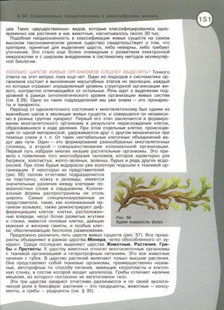 цев. Таких «двуцарственных» видов, которые классифицировались одно­
временно как растения и как животные, насчитывалось около 30 тыс.
Подобная неоднозначность в классификации живых существ на самом
высоком таксономическом уровне (царства) свидетельствует о том, что
критерии, принятые для выделения царств, либо неверны, либо требуют
уточнения. Это стало еще более очевидным с развитием электронной
микроскопии и с широким внедрением в систематику методов молекуляр­
ной биологии.
СКОЛЬКО ЦАРСТВ ЖИВЬ/Х ОРГАНИЗМОВ СЛЕДУЕТ ВЫДЕЛИТЬ? Точного
ответа на этот вопрос пока еще нет. Один из подходов к систематике ор­
ганизмов состоит в вычленении масштабных этапов их эволюции, каждый
из которых отражает определенный уровень структурной организации жи­
вого, контрастно отличающийся от остальных. Речь идет о выделении под­
уровней в рамках онтогенетического уровня организации живых систем
(см. § 29). Одно из таких подразделений мы уже знаем- это прокарио­
ты и эукариоты.
Переход от одноклеточного состояния к многоклеточному был одним из
важнейших шагов в эволюции живых существ, и совершалея . он независи­
мо в разных группах эукариот. Первый его этап заключается в формиро­
вании многоклеточного организма в результате нерасхождения клеток,
Образовавшихея в ходе деления. При этом отдельные клетки, происходя­
щие от одной материнской, удерживаются друг с другом механически при
помощи слизи и т. п. От таких нестабильных клеточных объединений ве­
дут два пути. Один- это формирование разнообразных многоклеточных
слоевищ , а второй -совершенствование колониальной организации.
Первый путь избрали многие низшие растительные организмы. Это при­
вело к появлению того многообразия талломов, которое характерно для
багрянок, золотистых, желто-зеленых, зеленых , бурых и ряда других водо­
рослей. При этом бурые водоросли уже вплотную подошли к тканевой ор­
ганизации. У некоторых их представителей
(рис. 56) таллом отчетливо подразделяется
на пластинку, ножку и ризоиды, имеются
значительные различия между клетками по­
верхностных слоев и сердцевины. Колони­
альньJе формы распространены не столь
широко. Самые специализированные их
представители, такие, как колониальный ор­
ганизм вольвокс, также демонстрируют диф­
ференциацию клеток: клетки, расположен­
ные впереди, несут более развитые жгутики
и глазки , имеются половые клетки, дающие
мужские и женские гаметы, и особые клет­
ки, обеспечивающие бесполое размножение .
Рис. 56
Бурая водоросль фукус
Предложено различать пять царств живых существ (рис. 57). Все прока­
риоты ,абъединяют в рамках царства Монера, четко обособленного от эу­
кариот. Среди последних выделяют царства Животные , Растения, Гри­
бы и Протисты. К царству животных относят многоклеточные организмы
с тканевой организацией и гетеротрофным питанием . Это все животные
начиная с губок . В царство растений включают только высшие растения .
Они представляют собой тканевые организмы , преимущественно назем­
ные , автотрофные по способу питания , имеющие хлоропласты и клеточ­
ную стенку , в состав которой входит целлюлоза . Грибы отличает наличие
мицелия , из которо го построено их вегетативное тело.
Эти три царства эукариот отчетливо различаются и по своей экологи­
ческой роли в биосфере : растения - это продуценты, животные - консу­
менты , а грибы - редуценты (см. § 35).
 