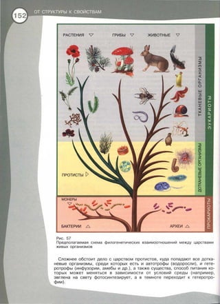 РАСТЕНИЯ V ГРИБЫ V ЖИВОТНЫЕ V
БАКТЕРИИ 6 АРХЕИ 6
Рис . 57
Предполагаемая схема филогенетических взаимоотношений между царствами
живых организмов
Сложнее обстоит дело с царством протистов, куда попадают все дотка­
невые организмы, среди которых есть и автотрофы (водоросли) , и гете­
ротрофы (инфузории , амебы и др.) , а также существа, способ питания ко ­
торых может меняться в зависимости от условий среды (например ,
эвглена на свету фотосинтезирует , а в темноте переходит к гетеротро ­
фии) .
 