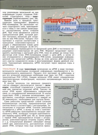 лом реализации записанной на них
информации служит создание РНК­
копии структурного гена - тран­
скрипция (переписывание) (рис. 58).
Важная роль в процессе тран­
скрипции принадлежит ферменту
РНК-полимеразе. Он распознает на­
чало структурного гена, присоединя­
ется к нему и тем самым провоциру­
ет раскручивание витка спирали
ДНК . При этом обнажается участок
одноцепочечной ДНК, который дол­
жен послужить матрицей для созда­
ния на нем РНК-копии. Процесс этот
протекает в строгом соответствии с
принципом комплементарности и
сходен с образованием новой цепи
ДНК в ходе репликации (§ 30-31 ).
днк
РНК-полимераза
Рис. 58
Схема транскрипции
РНК- полимераза перемещается по матричной цепи ДНК и постепенно на­
ращивает комплементарную ей цепь РНК. Фермент продолжает присо­
единять нуклеотиды к растущей цепи РНК, пока не дойдет до конца гена.
Достигнув этой точки, РНК-полимераза сходит с цепи ДНК, а затем от
нее отсоединяется и образовавшаяся РНК-копия, называемая информа­
ционной или матричной (мРНК). Вслед за этим цепочки ДНК расплетен­
ного участка соединяются вновь и восстанавливают форму двойной спи­
рали . Транскрипция завершена, мРНК поступает через ядерные поры в
цитоплазму.
ТРАНСЛЯЦИЯ. В ходе трансляции записанная на мРНК в виде последо­
вательности нуклеотидных оснований информация преобразуется в по­
следовательность аминокислот. Процесс этот протекает на рибосомах, и
для его успешной реализации необходим еще один тип РНК - короткие
транспортные РНК (тРНК). Каждая молекула тРНК имеет определенную
пространственную конфигурацию, несколько напоминающую листок кле­
вера (рис. 59) .
В центре молекулы (на верхушке среднего
<<листка клевера>> ) располагается триплет - анти­
кодон , способный спариваться с комплементар­
ным ему триплетом (кодоном) мРНК. Триплет на
конце тРНК может образовывать ковалентную
связь со специфической аминокислотой. В клетке
существуют тРНК с разными антикодонами , соот­
ветственно , способные связываться с каждой из
20 аминокислот , необходимых для синтеза белка .
Сама рибосома представляет собой сложную
биохимическую систему, предназначенную для
синтеза белка в соответствии с инструкциями, за­
писанными в структуре мРНК. Сначала рибосома
связывается с мРНК , а вслед за этим к комплек­
су мРНК-рибосома присоединяется несущая ами­
нокислоту тРНК, антикадон которой комплемента­
рен первому кодону мРНК (рис. 60, а). Затем рядом
с первой тРНК присоединяется вторая с антика­
доном, комплементарным второму кодону мРНК,
и т. д . Специальный фермент связывает между
собой две аминокислоты, доставленные этими
двумя тРНК, которые пока еще остаются присо-
Место присоединения [
аминокислоты
Рис. 59
Молекула тРНК
Антикадон
 