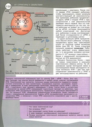 а
!:
Старт
б
Растущий~
белок
-Ц-А-А- - - - •
Направление перемещения
рибосомы по мРНК
Освободившаяся
рибосома
J
Освободившийся
белок ~
и схема строения полисомы (б)
единенными к комплексу . После это­
го первая тРНК покидает рибосому,
чтобы присоединить новую молекулу
соответствующей ей аминокислоты .
Тем временем рибосома продвигает­
ся вдоль мРНК и вторая тРНК с при­
соединенной к ней аминокислотой
занимает место первой. Все это пов­
торяется многократно до тех пор, по­
ка рибосома не дойдет до стоп-кодо­
на на мРНК, которым заканчивается
любой структурный ген . Достигнув
его, рибосома и вновь синтезирован­
ный белок отсоединяются от мРНК и
переходят в цитоплазму клетки .
К одной молекуле мРНК прикрепля ­
ется обычно много рибосом , которые,
продвигаясь вдоль нее, транслируют
кодон за кодоном новые молекулы
белка (рис. 60, 6) . Такая структура
получила название полисома . Рибо­
сомы работают очень эффективно:
за 1 с в организме человека синтези-
руется 5 · 1О14
молекул гемоглобина -
белка с уникальной последователь­
ностью из 574 аминокислот.
Процесс биосинтеза белка-один
из самых энергоемких в реакциях
пластического обмена клетки . На об­
разование одной пептидной связи в
синтезируемом белке расходуется че­
тыре молекулы АТФ- две при при­
соединении аминокислоты к тРНК и
две непосредственно на рибосоме .
Передача генетической информации идет по цепочке ДНК - мРНК - белок. Этот про­
цесс проходит при участии многих ферментов и требует затрат энергии , поставляемой
АТФ. Генетический код: триплетен , поскольку каждая аминокислота кодируется опреде­
ленным сочетанием из трех нуклеотидов , называемым кодоном , однозначен , вырож­
ден и универсален. В ходе транскрипции происходит матричный синтез мРНК с участка
ДНК - структурного гена, несущего информацию о белке. Синтез белка в соответствии
с записанной на зрелой мРНК информацией (трансляция) проходит на рибосомах, куда
молекулами тРНК доставляются аминокислоты. Правильнасть трансляции обеспечивается
тем , что молекула тРНК, обладающая определенным антикодоном , может связываться
только с определенной аминокислотой. Кодоны мРНК последовательно распознаются ан­
тикодонами тРНК, а связанные с этими тРНК аминокислоты соединяются друг с другом ,
формируя белок.
~ Что такое генетический код?
~ Как устроены тРНК?
~ Как происходит синтез белка на рибосоме?
К чему приводит преобразование генетической информации?
.... Почему носителями генетической информации являются именно нуклеи­
новые кислоты?
 