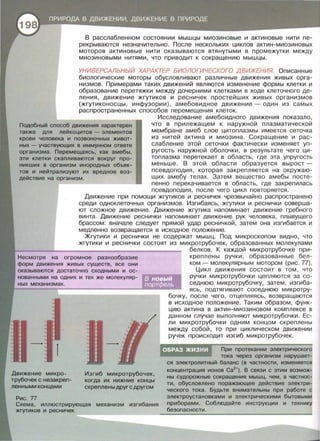 В расслабленном состоянии мышцы миозинавые и актинавые нити пе­
рекрываются незначительно . После нескольких циклов актин - миозиновых
моторов актинавые нити оказываются втянутыми в промежутки между
миозиновыми нитями, что приводит к сокращению мышцы .
УНИВЕРСАЛЬНЫЙ ХАРАКТЕР БИОЛОГИЧЕСКОГО ДВИЖЕНИЯ. Описанные
биологические моторы обусловливают различные движения живых орга­
низмов. Примерами таких движений являются изменение формы клетки и
образование перетяжки между дочерними клетками в ходе клеточного де­
ления , движение жгутиков и ресничек простейших живых организмов
(жгутиконосцы , инфузории) , амебавидное движение - один из самых
распространенных способов перемещения клеток.
Исследование амебаиднога движения показала ,
Подобный способ движения характерен
также для лейкоцитов - элементов
что в прилежащем к наружной плазматической
мембране амеб слое цитоплазмы имеется сеточка
из нитей актина и миозина . Сокращение и рас ­
слабление этой сеточки фактически изменяет уп­
ругость наружной оболоч ки , в результате чего ци ­
топлазма перетекает в область , где эта упругость
меньше. В этой области образуется вырост­
псевдоподия , которая закрепляется на о к ружаю­
щих амебу телах . Затем вещество амебы посте ­
пенно перекачивается в область , где закрепилась
крови человека и позвоночных живот­
ных - участвующих в иммунном ответе
организма. Перемещаясь, как амебы,
эти клетки скапливаются вокруг про­
никших в организм инородных объек­
тов и нейтрализуют их вредное воз­
действие на организм.
псевдоподия , после чего цикл повторяется .
Движение микро­
трубочек с незакреп­
ленными концами
Рис. 77
Движение при помощи жгутиков и ресничек чрезвычайно распространено
среди одноклеточных организмов . Изгибаясь, жгутики и реснички соверша­
ют сложное движение . Движение жгутика напоминает движение гребного
винта . Движение реснички напоминает движение рук человека , плывущего
брассом: вначале следует прямой удар ресничкой , затем она изгибается и
медленно возвращается в исходное положение .
Жгутики и реснички не содержат мышц. Под микроскопом видно , что
жгутики и реснички состоят из микротрубочек , образованных молекулами
Изгиб микротрубочек,
когда их нижние концы
скреплены друг с другом
белков . К каждой микротрубочке при ­
креплены руч к и , образ ованные бел­
ком - молекулярным мотором (рис . 77).
Цикл движения состоит в том , что
ручки микротрубочки цепляются за со­
седнюю микротрубочку , затем , изгиба­
ясь , подтягивают соседнюю микротру­
бочку , после чего , отцепляясь , возвращаются
в исходное положение . Таким образом , функ­
цию актина в актин-миозинавам комплексе в
данном случае выполняют микротрубочки. Ес­
ли микротрубочки одним концом скреплены
между собой , то при циклическом движении
ручек происходит изгиб микротрубочек.
ОБРАЗ ЖИЗНИ При протекании электрического
Схема, иллюстрирующая механизм изгибания
жгутиков и ресничек
тока через организм нарушает­
ся электролитный баланс (в частности, изменяется
концентрация ионов Са2
+). В связи с этим возмож­
ны судорожные сокращения мышц, чем , в частнос­
ти, обусловлено поражающее действие электри­
ческого тока. Будьте внимательны при работе с
электроустановками и электрическими бытовыми
приборами. Соблюдайте инструкции и технику
безопасности.
 