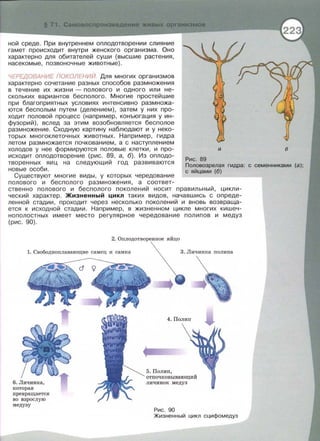 171
ной среде. При внутреннем оплодотворении слияние
гамет происходит внутри женского организма. Оно
характерно для обитателей суши (высшие растения,
насекомые, позвоночные животные).
Рис. 89
а 6
ЧЕРЕДОВАНИЕ ПОКОЛЕНИЙ. Для многих организмов
характерно сочетание разных способов размножения
в течение их жизни - полового и одного или не­
скольких вариантов бесполого. Многие простейшие
при благоприятных условиях интенсивно размножа­
ются бесполым путем (делением), затем у них про­
ходит половой процесс (например, коньюгация у ин­
фузорий), вслед за этим возобновляется бесполое
размножение. Сходную картину наблюдают и у неко­
торых многоклеточных животных. Например, гидра
летом размножается почкованием, а с наступлением
холодов у нее формируются половые клетки, и про­
исходит оплодотворение (рис. 89, а, 6). Из оплодо­
творенных яиц на следующий год развиваются
новые особи.
Существуют многие виды, у которых чередование
полового и бесполого размножения, а соответ-
Половозрелая гидра: с семенниками
с яйцами (б)
ственно полового и бесполого поколений носит правильный, цикли­
ческий характер. Жизненный цикл таких видов, начавшись с опреде­
ленной стадии, проходит через несколько пеколений и вновь возвраща­
ется к исходной стадии. Например, в жизненном цикле многих кишеч­
нополостных имеет место регулярное чередование полипов и медуз
(рис. 90).
2. Оплодотворенное яйцо
1. Свободноплавающие самец и самка
которая
превращается
во взрослую
медузу
3. Личинка полипа
4. Полип
5. Полип,
отпочковывающий
личинок медуз
Рис. 90
Жизненный цикл сцифомедуз
 