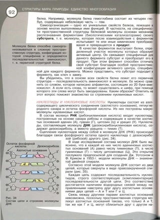 ф
ф
ф
ф
з'
белка. Например, молекула белка гемоглобина состоит из четырех гло­
бул, содержащих небелковую часть - гем .
Самоорганизация - одно из уникальных свойств белков, лежащее в
основе многих выполняемых ими функций. В частности, на специфичнос­
ти пространственной структуры белковой молекулы основан механизм
распознавания ферментами (биологическими катализаторами) своего
субстрата, т. е. молекулы, которая после взаимодействия с ферментом
испытывает те или иные химические преобразо­
Молекула белка способна самоорга-
вания и превращается в продукт.
В качестве ферментов выступают белки, опре­
деленный участок молекулы которых образует
активный центр. Он связывает специфичный для
данного фермента субстрат и преобразует его в
продукт. При этом фермент способен отличать
свой субстрат благодаря особой пространствен-
низовываться в сложную простран­
ственную структуру, конфигурация ко­
торой специфична и определяется
последовательностью аминокислот,
т. е. первичной структурой белка.
ной конфигурации активного центра, специфич­
ной для каждого фермента. Можно представить, что субстрат подходит к
ферменту, как ключ к замку.
Вы убедились, что в основе всех свойств белка лежит его первичная
структура - последовательность аминокислот в молекуле. Ее можно срав­
нить со словом , которое написано алфавитом, состоящим из 20 букв-ами­
нокислот. А если есть слова, то может существовать и шифр , при помощи
которого эти слова могут быть закодированы. Каким образом? Ответить на
этот вопрос поможет знакомство со строением нуклеиновых кислот.
НУКЛЕОТИДЬ/ И НУКЛЕИНОВЫЕ КИСЛОТЫ. Нуклеотиды состоят из азот­
содержащего циклического соединения (азотистого основания) , пятиугле­
родного сахара и остатка фосфорной кислоты . Из них построены макре­
молекулы нуклеиновых кислот.
В состав молекул РНК (рибонуклеиновая кислота) входят нуклеотиды,
построенные на основе сахара рибозы и содержащие в качестве азотис­
тых оснований аденин (А) , гуанин (Г), цитозин (Ц) и урацил (У). Нуклеоти­
ды , составляющие молекулу ДНК (дезоксирибонуклеиновая кислота) , со­
держат дезоксирибозу, а вместо урацила- тимин (Т}.
Сцепление нуклеотидов между собой в молекуле ДНК (РНК) происходит
благодаря связи фосфорного остатка одного нуклеотида с дезоксирибо­
зой (рибозой) другого (рис. 34).
ф
ф
ф
ф
5'
ф
В ходе исследований состава молекул ДНК было вы­
яснено, что в каждой из них число адениновых азотис­
тых оснований (А) равно числу тиминовых (Т) , а число
гуаниновых (Г)- числу цитозиновых (Ц) . Это открытие
послужило предпосылкой для создания Дж. Уотсоном и
Ф . Криком в 1953 г . модели молекулы ДНК- знамени­
той двойной спирали.
Согласно этой модели молекула ДНК состоит из двух
цепей, которые свернуты в виде правозакрученной спи­
рали (рис. 35).
Каждая цепь содержит последовательность нуклео­
тидов, строго соответствующую (комплементарную)
последовательности другой цепи. Это соответствие
достигается наличием водородных связей между на­
правленными навстречу друг другу азотистыми основа­
ниями двух цепей - А и Т или Г и Ц.
Рис. 34
Связь между другими парами азотистых оснований
невозможна, поскольку пространственная структура мо­
лекул азотистых оснований такова , что только А и Т,
так же как Г и Ц, могут сблизиться друг с другом на-
Состав цепи и строение молекулы
днк
 