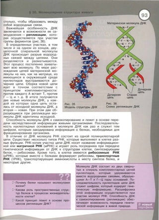 столько , чтобы образовать между
собой водородные связи .
Важнейшая особенность ДНК
заключается в возможности ее са­
моудвоения - репликации , кото­
рая осуществляется при участии
группы ферментов (рис. 36).
Рис. 35
Дочерняя
цепь
Рис . 36
Старая
цепь
Дочерняя
цепь
В определенных участках, в том
ЧИСЛе И на ОДНОМ ИЗ КОНЦОВ , АВУ­
ЦеПОЧНОЙ спиральной моле кулы
ДНК происходит разрыв водород­
ных связей между цепями . Они
разделяются и разматываются .
Этот процесс постепенно захваты­
вает всю молекулу. По мере рас­
хождения цепей материнской мо ­
лекулы на них, как на матрице , из
имеющихся в окружающей среде
нуклеотидов выстраиваются до­
черние цепи . Сбор ка новой цепи
идет в точном соответствии с
принципом комплементарности:
против каждого А встает Т, против
Г-Ц и т . д. В итоге получаются
две новые молекулы ДНК , у каж­
дой из которых одна цепь оста­
лась от исходной молекулы ДНК , а
вторая- новая . При этом две об­
разующиеся при репликации мо-
Модель структуры ДНК Схема репликации ДНК
лекулы ДНК идентичны исходной.
Способность молекулы ДНК к самокопированию и лежит в основе пере­
дачи наследственной информации живыми организмами. Последователь­
ность нуклеотидных оснований в молекуле ДНК как раз и служит тем
шифром , которым закодирована информация о белках, необходимых для
функционирования организма.
В отличие от ДНК молекула РНК состоит из одной полинуклеотидной
цепи . Существует несколько типов РНК , которые выполняют в клетке раз­
ные функции . РНК- копия участка цепи ДНК носит название информацион­
ной или матричной РНК (мРНК) и играет роль посредника при передаче
генетической информации от ДНК к структурам клетки, синтезирующим
белок ,- рибосомам . Кроме того , в клетке имеются рибосомные РНК
(рРНК) , которые вместе с бел ками формируют рибосомы , транспортные
РНК (тРНК) , транспортирующие аминокислоты к месту синтеза белка , и
некоторые другие.
1> Почему белки называют молекулами
жизни?
1> Какова роль пространственных струк­
тур белков в процессах жизнедеятель­
ности клетки?
1> Какой принцип лежит в основе про­
цессов репликации ДНК?
Молекула ДНК состоит из двух сверну­
тых в спираль комплементарных цепей
нуклеотидов, которые удерживаются
вместе водородными связями, образую­
щими А-Т и Г-Ц пары оснований. По­
следовательность нуклеотидов цепи ДНК
служит шифром, который кодирует гене­
тическую информацию. Расшифровка
этой информации осуществляется при
участии молекул РНК. Способность ДНК
к самокопированию (репликации) обес­
печивает возможность передачи генети­
ческой информации в живой природе.
 