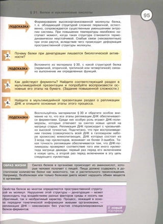 Формирование высокоорганизованной молекулы белка,
т . е. обладающей структурой сложнее первичной, естест­
венно, сопровождается существенным уменьшением энтро­
пии системы. При повышении температуры неизбежно на-
ступает момент, когда такая структура становится термо­
динамически неустойчивой . Слабые связи (нековалентные)
при этом рвутся, вследствие чего происходит деформация
преетранетвенной структуры молекулы.
Почему белки при денатурации лишаются биологической актив­
ности?
Вспомните из материала § 30, с какой структурой белка
(первичной , вторичной, третичной или четвертичной) связа­
но выполнение им определенных функций.
Как действуют ферменты? Найдите соответствующий раздел в
мультимедийной презентации и попробуйте воспроизвести ос­
новные его этапы на бумаге. (Задание повышенной сложности.)
Найдите в мультимедийной презентации раздел о репликации
ДНК и опишите основные этапы этого процесса.
ПОДСКАЗКА
Воспользуйтесь материалом § 30 и обратите особое вни­
мание на то, что все этапы репликации ДНК обеспечивают­
ся ферментами. Среди них особую роль играют ДНК-поли­
меразы, которые отвечают за синтез новых цепей на
матрице старых. Репликация ДНК происходит с чрезвычай­
но высокой точностью . Подсчитано, что при воспроизведе­
нии генома (совокупность всей ДНК в гаплоиднам набо­
ре хромосом) млекопитающих, ДНК которых состоит из
3 млрд пар нуклеотидов, возникает не более 3 ошибок. Та­
кая точность репликации обеспечивается тем, что ДНК-по­
лимеразы проверяют соответствие того или иного нуклео­
тида матрице дважды: первый раз перед его включением
в новую цепь , а второй раз перед включением в эту цепь
следующего нуклеотида.
Синтез белков в организме происходит из аминокислот, кото­
рые человек получает с пищей. Пища должна содержать в до­
статочном количестве белки как животного, так и растительного происхождения .
Например, безбелковая или только белковая диета может нарушить обмен веществ
в организме .
Свойства белков во многом определяются пространственной структу­
рой их молекул. Нарушение этой структуры- денатурация- может
происходить под воздействием разных факторов среды и носить как
обратимый, так и необратимый характер. Процесс, лежащий в осно-
ве передачи генетической информации живыми организмами, -
репликация ДНК - невозможен без участия специализированных
белков-ферментов.
 