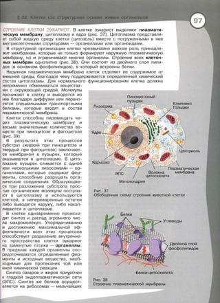 СТРОЕНИЕ КЛЕТКИ ЭУКАРИОТ. В клетке эукариот выделяют плазмати­
ческую мембрану, цитоплазму и ядро (рис. 37). Цитоплазма представля­
ет собой жидкую среду клетки (цитозоль) вместе с погруженными в нее
внутриклеточными структурами- органеллами или органоидами.
В структурной организации клетки чрезвычайно важная роль принадле­
жит мембранам, которые не только формируют наружную плазматическую
мембрану, но и ограничивают многие органеллы. Строение всех клеточ­
ных мембран однотипно (рис. 38). Они состоят из двойного слоя липи­
дав (в основном фосфолипидов), в который встроены белки .
Наружная плазматическая мембрана клеток отделяет ее содержимое от
внешней среды, благодаря чему поддерживается определенный химический
состав цитоплазмы. Для нормального функционирования клетка должна
непременно обмениваться вещества-
ми с окружающей средой. Молекулы
проникают в клетку и выводятся из
нее благодаря диффузии или перено­
сятся специальными транспортными
белками, которые входят в состав
плазматической мембраны .
Клетки способны перемещать че­
рез плазматическую мембрану и
весьма значительные количества ве­
ществ при пиноцитозе и фагоцитозе
(рис . 39).
Рис. 37
Пиноцитозный
пузырек
---
Митохондрия
Волокна
цитоскелета
Комплекс
Гольджи
В результате этих процессов
субстрат (жидкий при пиноцитозе и
твердый при фагоцитозе) заключает­
ся мембраной в пузырек, который
оказывается в цитоплазме. В цито­
плазме пузырек сливается с одной
или несколькими лизасомами- ор ­
ганеллами, которые содержат фер­
менты, способные разрушать орга ­
нические соединения. Образующие ­
ся при разложении субстрата прос­
тые органические молекулы поступа­
ют в цитоплазму и используются
клеткой , а непереваренные остатки
либо выводятся наружу, либо накап-
Обобщенная схема строения животной клетки
ливаются в цитоплазме.
В клетке одновременно происхо­
дит синтез и распад огромного чис­
ла макромолекул. Упорядочиванию
и достижению максимальной эф­
фективности всех этих процессов
способствует разделение внутренне­
го пространства клетки эукариот
на замкнутые отсеки- органеллы .
В пределах каждой органеллы сос­
редоточиваются определенные фер­
менты и исходные вещества, необ­
ходимые для протекания той или
иной химической реакции .
Синтез сахаров и жиров приурочен
к гладкой эндоплазматической сети
(ЭПС). Синтез же белков осущест­
вляется на рибосомах - мельчайших
Двойной слой
фосфолипидов
Белки цитоскелета
Рис . 38
Строение плазматической мембраны
 