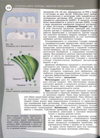 а
б
органеплах (15-35 нм), образованных из РНК и белка
и состоящих из двух частей. Рибосомы могут свобод­
но располагаться в цитоплазме либо прикрепляться к
уплощенным цистернам ЭПС, которая в этом случае
называется шероховатой (ШЭПС) . В процессе синтеза
белки накапливаются в полости цистерн ШЭПС, откуда
в виде окруженных мембраной пузырьков доставляют-
ся через цитоплазму к комплексу Гольджи (рис . 40).
В этой клеточной органелле, имеющей вид стопки
плоских цистерн и пузырьков, белки подвергаются об­
работке ферментами и сортируются, причем каждый
тип конечного белкового продукта попадает в отдель­
ный пузырек, формирующийся за счет выпячивания
мембраны цистерн комплекса Гольджи .
Отшнуровавшиеся от комплекса Гольджи пузырьки
Рис. 39 с пищеварительными ферментами представляют со­
бой лизасомы (см. выше). Пузырьки с секреторными
продуктами транспортируются к наружной плазмати­
ческой мембране, где их мембрана сливается с плаз­
матической мембраной, а содержимое изливается
наружу. Выстраивается цепочка транспортировки про­
дуктов от места их производства через место до­
водки и сортировки (комплекс Гольджи) к конечной
станции (плазматическая мембрана , фагоцитарная
вакуоль и др . ).
Пиноцитоз (а) и фагоцитоз (б)
Пузырьки
Рис. 40
Схема строения комплекса Гольджи
Движение мембранных пузырьков в цитоплазме осу­
ществляется при помощи белков - молекулярных мо­
торов (подробнее об этом см . в § 64). Эти же белки
могут составлять отдельные нити (фибриллы) или
трубчатые структуры (микротрубочки) , которые вместе
с другими фибриллярными белками образуют внутрен­
ний каркас клетки- цитоскелет .
Митохондрии (рис . 41) имеются практически во
всех клетках эукариот . Они обеспечивают процессы
клеточного дыхания , в результате которого вырабаты­
вается большая часть энергии , необходимой для под-
держания жизнедеятельности клетки.
Ядро снаружи одето ядерной оболочкой, состоящей
из внутренней и наружной мембран. Ядерная оболоч-
ка пронизана порами. Через поры происходит основ­
ной обмен веществами между ядром и цитоплазмой. Поры оболочки яд­
ра пропускают только определенные макромолекулы , так что состав
жидкой среды внутри ядра (кариоплазмы) отличается от характерного
для окружающей ядро цитоплазмы . Здесь концентрируются соединения,
обеспечивающие нормальную работу генетического аппарата , который
представлен хромосомами. Хромосомы - нити ДНК, « упакованные»
вместе с белками . Собственно хромосомы как оформленные структуры
Митохондрии называют «энергетичес­
кими станциями» клетки. Эти органел­
лы окружены двумя мембранами и
имеют свою собственную кольцевую
молекулу ДНК, рибосомы и могут са­
мостоятельно делиться вне зависимос­
ти от деления клетки.
становятся заметными в световой микроскоп
только в период деления клеток.
Во время деления клетки хромосомы утолща­
ются и укорачиваются - спирализуются. Каждая
из них имеет перетяжку - центромеру , которая
может находиться посередине хромосомы или
располагаться ближе к одному из ее концов .
В ядрах клеток имеются одно или несколько
ядрышек , которые производят рибосомы .
 