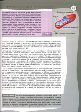 Все живые существа, несмотря на их многообразие,
обладают клеточным строением. Это свидетельствует
о единстве живого. Клетки эукариот состоят из ядра и
цитоплазмы и ограничены снаружи плазматической
мембраной. В цитоплазме клетки сосредоточены орга­
неллы, каждая из которых выполняет свою функцию.
Транспорт веществ в клетку осуществляется либо не­
посредственно через плазматическую мембрану, либо
в виде одетых мембраной пузырьков (пиноцитоз и фа­
гоцитоз). В клетках существует система транспорти­
ровки продуктов в мембранных пузырьках, причем
ключевую роль в этом процессе играет комплекс
Гольджи . Генетический аппарат клетки представлен
хромосомами, которые сосредоточены в ядре .
Кристы
Рис. 41
Схема строения митохондрии
ДЕЛЕНИЕ КЛЕТОК ЭУКАРИОТ. Размножение клеток эукариот осуществля­
ется путем их деления , в ходе которого дочерние клетки получают пол­
ные копии генетического материала родительской клетки. Этот процесс
получил название митоз и состоит из нескольких последовательно сме­
няющих друг друга фаз (рис. 42).
В период между двумя делениями - в интерфазе - клетка реализует
все функции , которые характерны для данного типа клеток (рис . 43) .
В конце интерфазы происходит репликация ДНК , которая приводит к
удвоению хромосом . Ядрышко при этом исчезает . Каждая хромосома
оказывается представленной двумя копиями , которые тесно связаны друг
с другом . В интерфазе происходит и удвоение построенной из микротру­
бочек органеллы - центриоли. В профазе митоза завершается спирали­
зация хромосом. Ядерная оболочка разрушается. Центриоли расходятся
к полюсам клетки , и между ними формируются состоящие из микротру­
бочек нити митотического веретена .
В ме тафазе хромосомы выстраиваются в экваториальной плоскости
клетки и формируют так называемую метафазную пластинку . Часть
нитей веретена присоединяется к хромосомам в области центромер.
Во время анафазы связь между двумя копиями одной хромосомы те­
ряется , и каждая из них при помощи нитей веретена перемещается
к противоположному полюсу клетки. На завершающей стадии митоза
(телофаза) вокруг каждой из Образовавшихея на полюсах групп хро­
мосом формируется ядерная оболочка . Параллельна происходит раз­
деление цитоплазмы материнской клетки (цитокинез) , причем в каждую
из дочерних клеток попадает примерно одинаковое количество орга­
нелл материнской. Постепенно в формирующемся ядре происходит
деспирализация хромосом , и появляется ядрышко . Клетка вступает в
интерфазу .
• у~~ ,.J
ОБРАЗ . ЖИЗНИ На жизнь клетки оказывает влияние концентрация ионов к+ и
Na+. Любому организму необходимо поддерживать солевой
баланс. Недостаток или избыток солей в организме может оказать вредное вли­
яние на его жизнедеятельность. Пища должна включать достаточное количество
овощей и фруктов, содержащих минеральные соли . Недостаток солей можно
восполнить приемом специальных препаратов. Однако при этом необходимо
соблюдать рекомендации врачей и правильную дозировку.
 