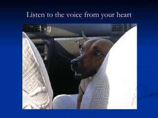 Listen to the voice from your heart 