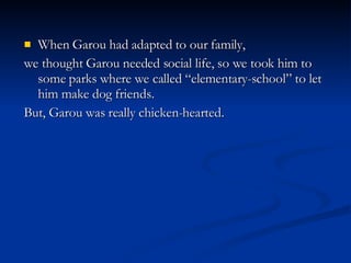 When Garou had adapted to our family, we thought Garou needed social life, so we took him to some parks where we called “elementary-school” to let him make dog friends.  But, Garou was really chicken-hearted. 