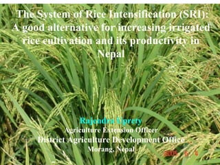 The System of Rice Intensification (SRI): A good alternative for increasing irrigated rice cultivation and its productivity in Nepal Rajendra Uprety Agriculture Extension Officer District Agriculture Development Office Morang, Nepal 